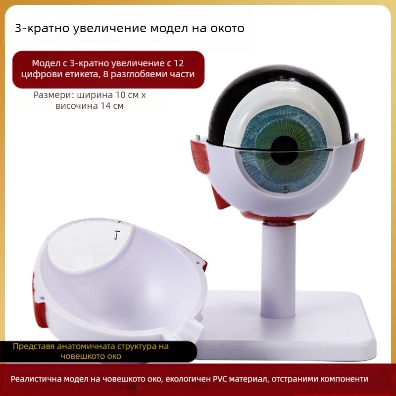 Модел на човешкото око за медицинско обучение, PVC материал, марка Zhenghe River, налична частна марка