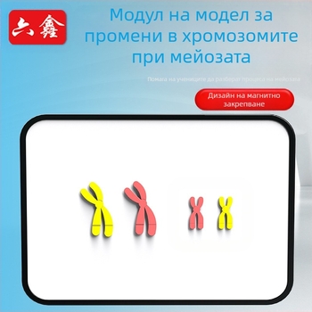 Liuxin учебно пособие: модел на промяна на хромозомите в мейозата с магнитно абсорбиращ механизъм на пластмасова магнитна дъска