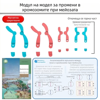 Liuxin учебно пособие: модел на промяна на хромозомите в мейозата с магнитно абсорбиращ механизъм на пластмасова магнитна дъска