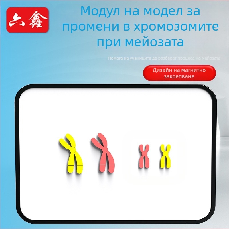 Liuxin учебно пособие: модел на промяна на хромозомите в мейозата с магнитно абсорбиращ механизъм на пластмасова магнитна дъска