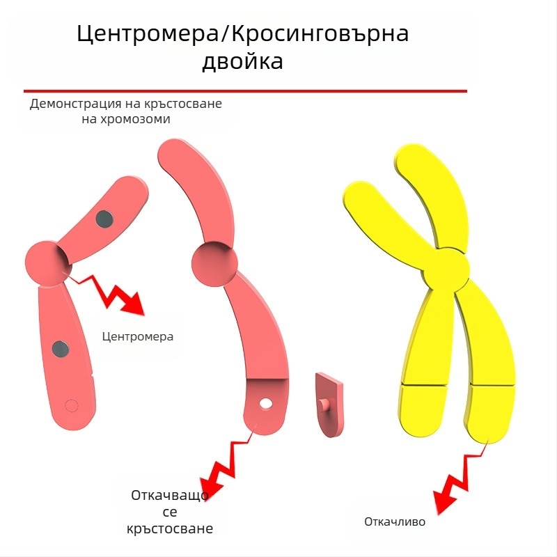 Liuxin учебно пособие: модел на промяна на хромозомите в мейозата с магнитно абсорбиращ механизъм на пластмасова магнитна дъска