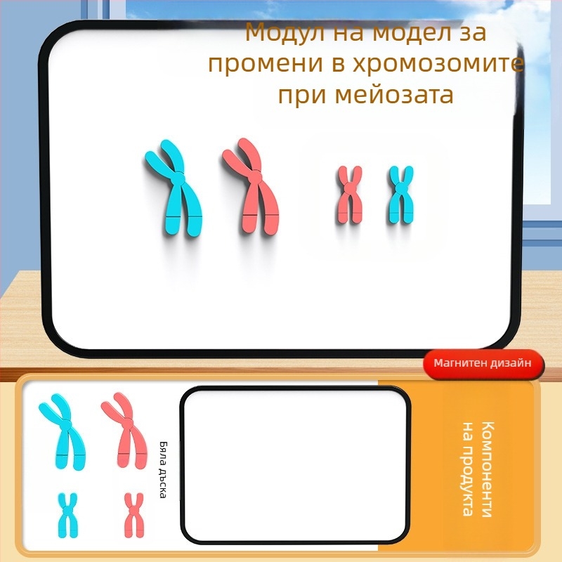 Liuxin учебно пособие: модел на промяна на хромозомите в мейозата с магнитно абсорбиращ механизъм на пластмасова магнитна дъска