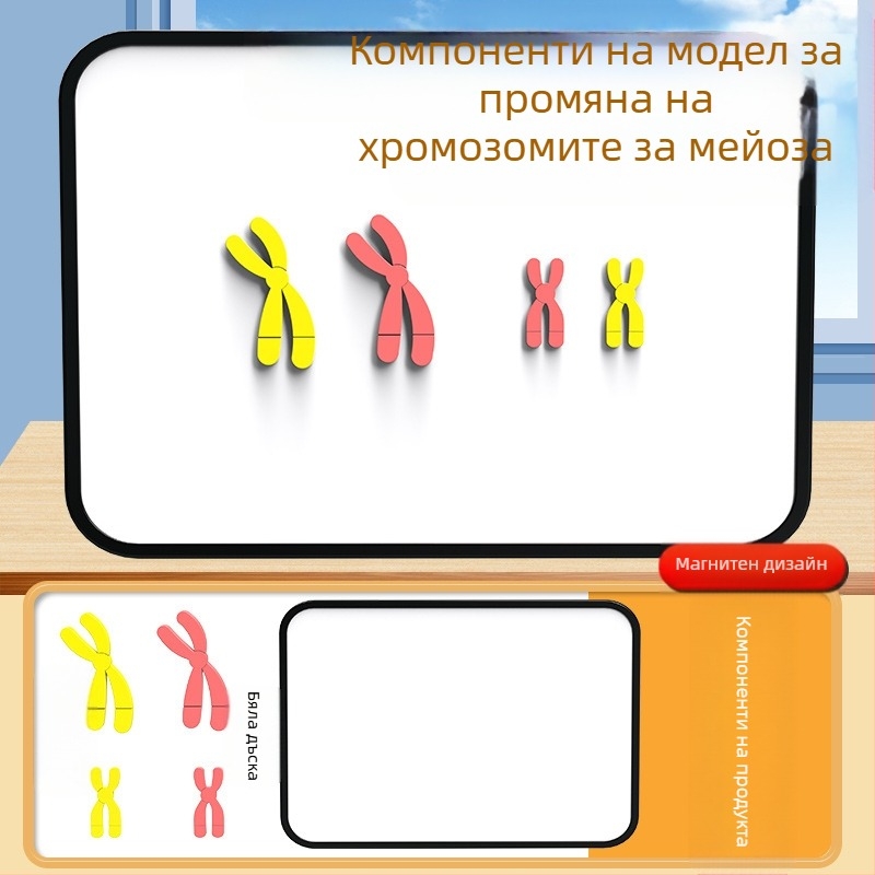 Liuxin учебно пособие: модел на промяна на хромозомите в мейозата с магнитно абсорбиращ механизъм на пластмасова магнитна дъска