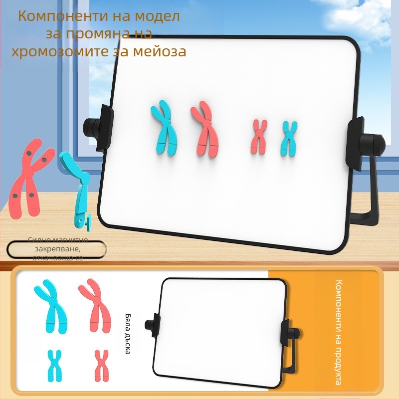 Liuxin учебно пособие: модел на промяна на хромозомите в мейозата с магнитно абсорбиращ механизъм на пластмасова магнитна дъска