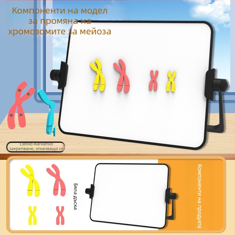 Liuxin учебно пособие: модел на промяна на хромозомите в мейозата с магнитно абсорбиращ механизъм на пластмасова магнитна дъска