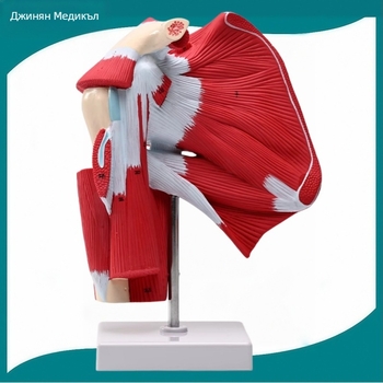 Sea Doctor модел на раменната става със мускули и сухожилия, пластмасов анатомичен учебен инструмент с дигитален логотип за медицинско обучение и рехабилитация.
