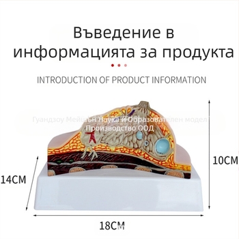 Модел на гърдата за патология и медицинско обучение