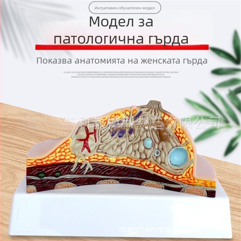 Модел на гърдата за патология и медицинско обучение