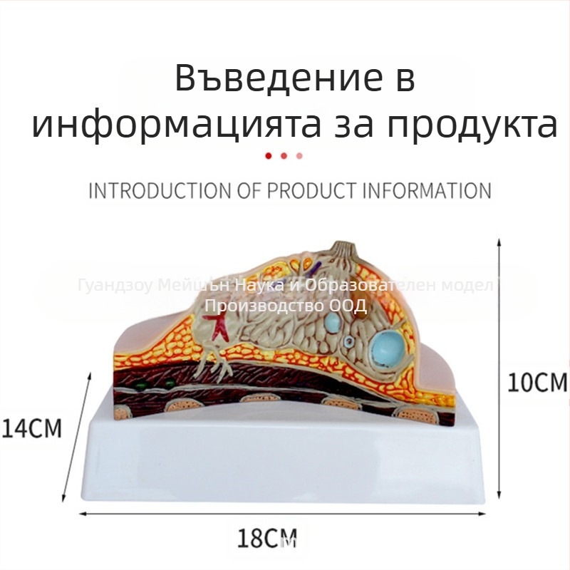 Модел на гърдата за патология и медицинско обучение
