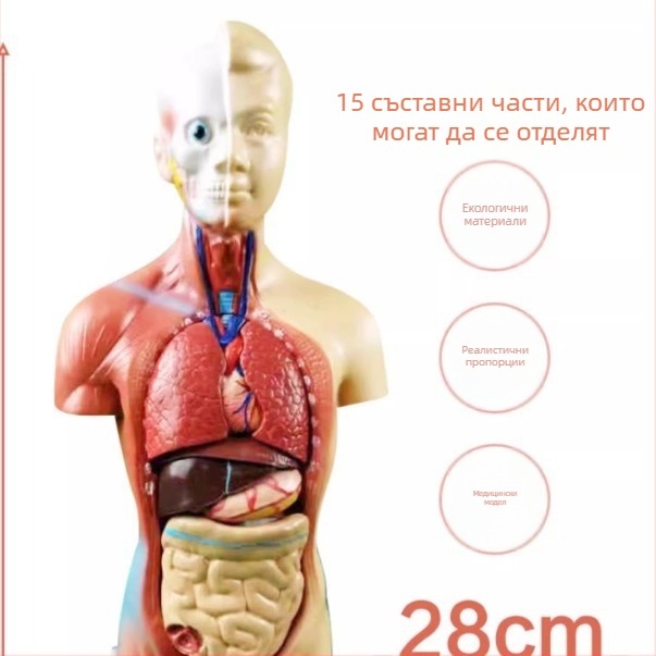 Анатомичен торс с вътрешни органи за медицинско обучение, PVC материал, модел за демонстрации на органни системи