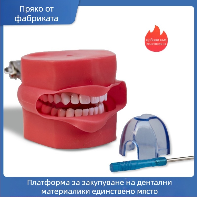 Обучителен модел за подготовка на зъби: пълен ред зъби с подвижни зъби и модел на лице за демонстрации, нето тегло 285 g