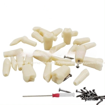 Дентален обучителен модел с 32 зъба, отворена пулпа, включени винтове, за възрастни