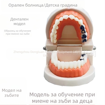 Shang Shang дентален учебен модел за възрастни, еднократен, 90 g, пакет от 100