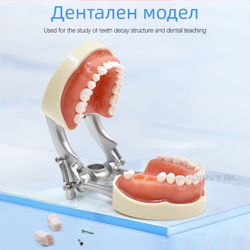 MEHO зъболекарски обучителен модел (модел на зъб) - ABS материал; за тренировка и обучение; кутия: 1 бр.