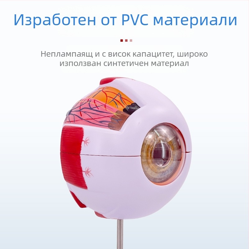Анатомичен модел на човешкото око, разглобяем, PVC, Blue Butterfly