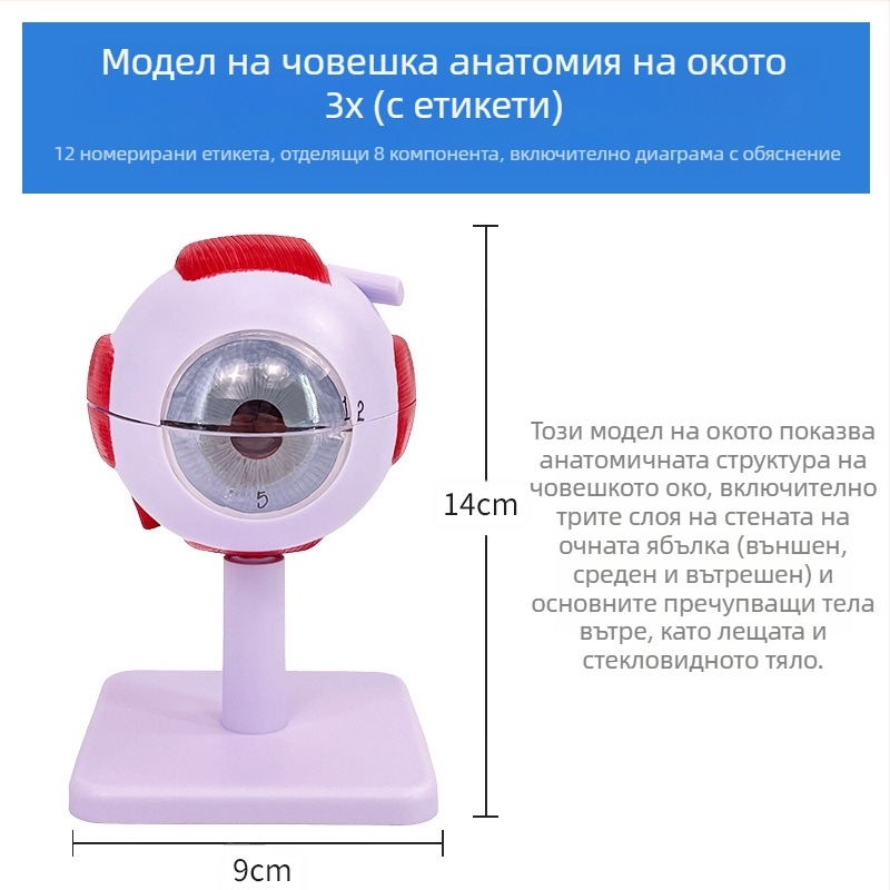 Анатомичен модел на човешкото око, разглобяем, PVC, Blue Butterfly