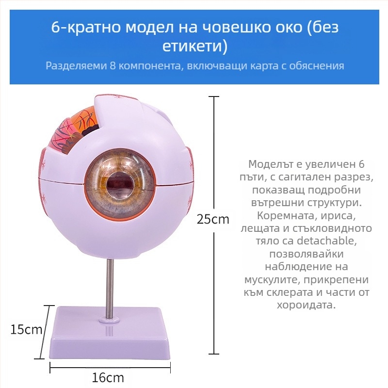 Анатомичен модел на човешкото око, разглобяем, PVC, Blue Butterfly