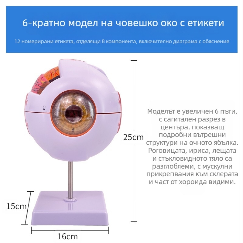 Анатомичен модел на човешкото око, разглобяем, PVC, Blue Butterfly
