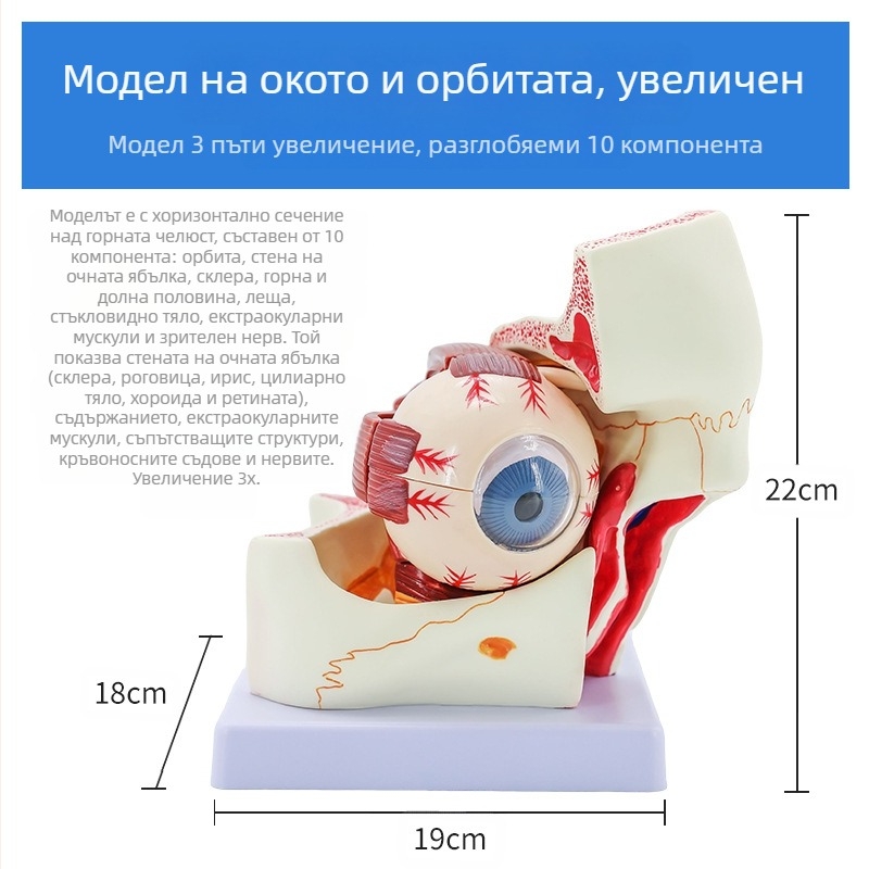 Анатомичен модел на човешкото око, разглобяем, PVC, Blue Butterfly
