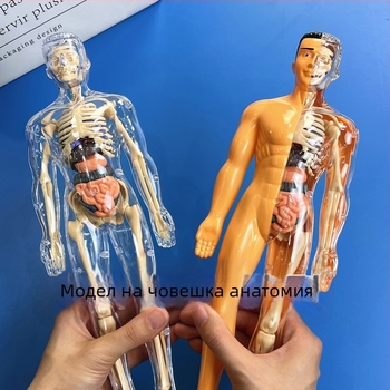 Образователен модел на човешки скелет за деца, пластмасов комплект за сглобяване, за 4–6 години, многофункционален, без електричество.