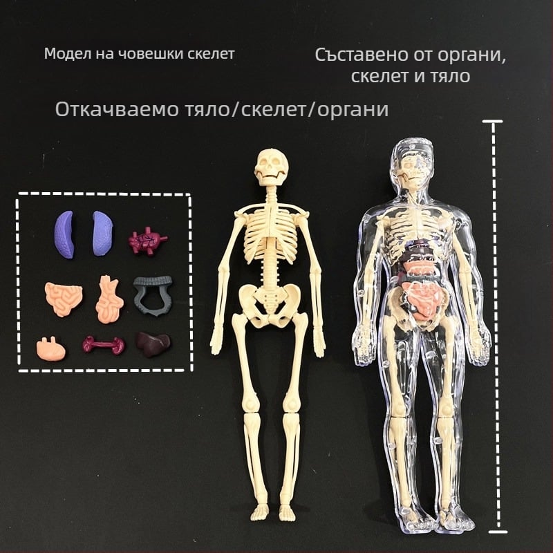 Образователен модел на човешки скелет за деца, пластмасов комплект за сглобяване, за 4–6 години, многофункционален, без електричество.