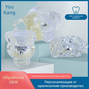 Дентален модел за обучение на домашни любимци, Youkang Technology, OEM дентален модел, 100 единици в кутия, категория: други химически продукти за орална хигиена