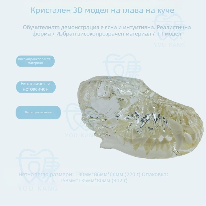Дентален модел за обучение на домашни любимци, Youkang Technology, OEM дентален модел, 100 единици в кутия, категория: други химически продукти за орална хигиена