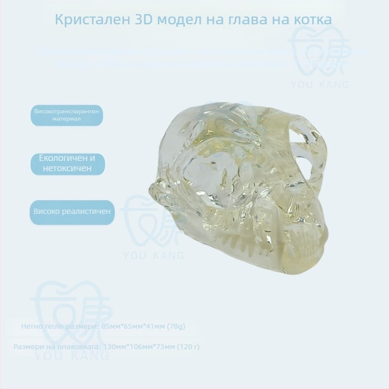 Дентален модел за обучение на домашни любимци, Youkang Technology, OEM дентален модел, 100 единици в кутия, категория: други химически продукти за орална хигиена