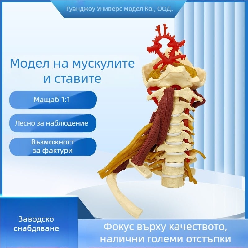 Анатомичен модел - човешки мускулно-скелетен модел с шийни прешлени, коляно, таз, лакът и раменни връзки; PVC, статичен модел, едно управление