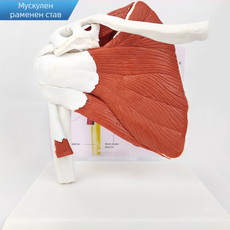 Анатомичен модел - човешки мускулно-скелетен модел с шийни прешлени, коляно, таз, лакът и раменни връзки; PVC, статичен модел, едно управление