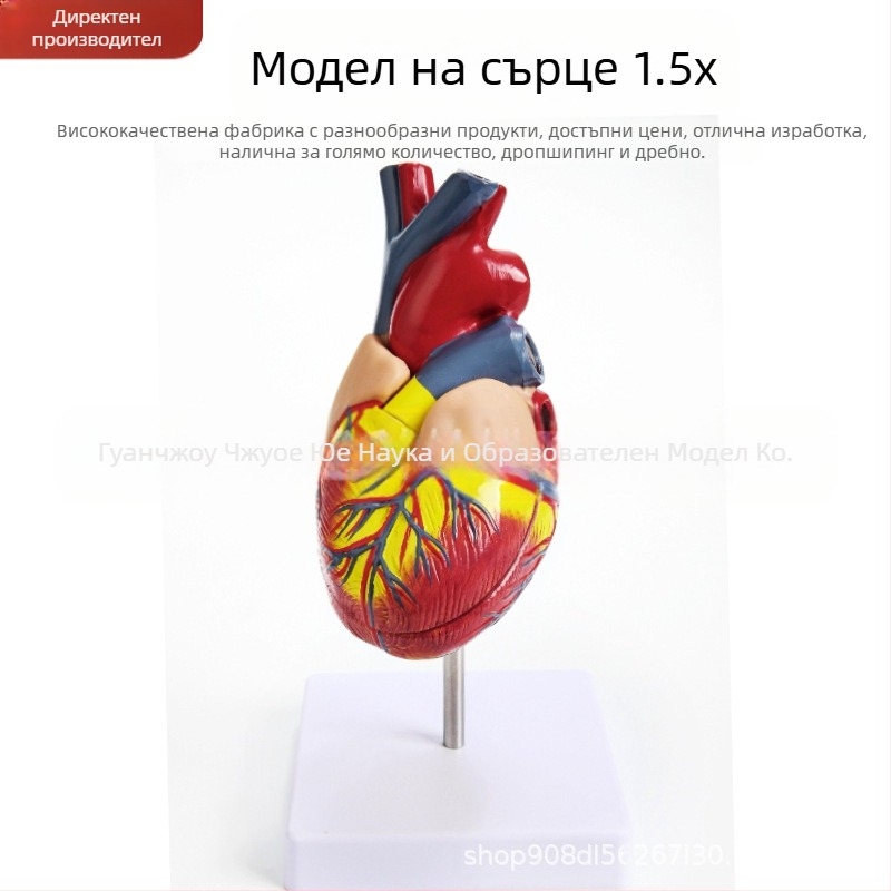 Сърдечен анатомичен модел за обучение - PVC модел на вътрешни органи, образователна експозиция, Excellence