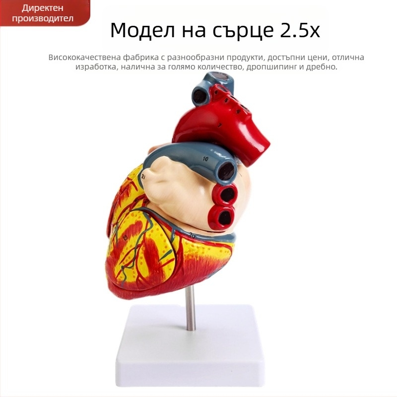 Сърдечен анатомичен модел за обучение - PVC модел на вътрешни органи, образователна експозиция, Excellence