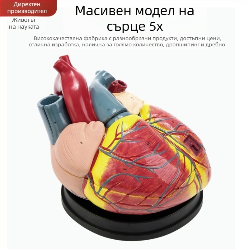 Сърдечен анатомичен модел за обучение - PVC модел на вътрешни органи, образователна експозиция, Excellence