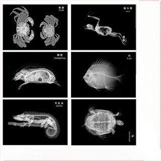 Образователна играчка с Монтесори-Регджо подход, светлина и сянка DIY ринг с рентген за деца 0-3 години, за момичета, научен ъгъл
