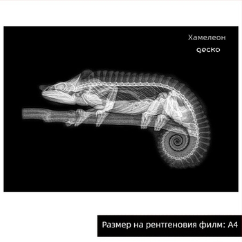 Образователна играчка с Монтесори-Регджо подход, светлина и сянка DIY ринг с рентген за деца 0-3 години, за момичета, научен ъгъл
