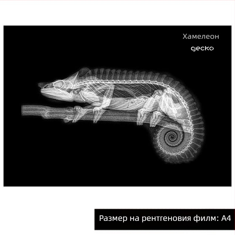Образователна играчка с Монтесори-Регджо подход, светлина и сянка DIY ринг с рентген за деца 0-3 години, за момичета, научен ъгъл