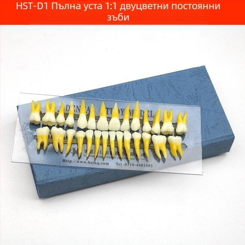Учебен стоматологичен модел за дентална патология и възстановяване със стандартен имплантен модел, местен бранд, с печатано лого, подходящ за стоматологично обучение