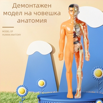 Образователна играчка по биология/химия за сглобяване на органи и скелет — Tengxin, пластмаса, за възраст от 7 до 14 години