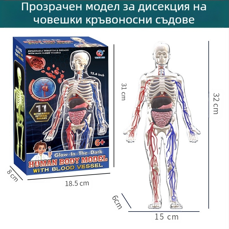 Образователна играчка по биология/химия за сглобяване на органи и скелет — Tengxin, пластмаса, за възраст от 7 до 14 години