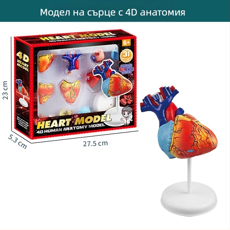 Образователна играчка по биология/химия за сглобяване на органи и скелет — Tengxin, пластмаса, за възраст от 7 до 14 години