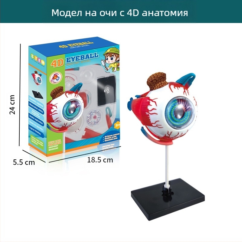 Образователна играчка по биология/химия за сглобяване на органи и скелет — Tengxin, пластмаса, за възраст от 7 до 14 години