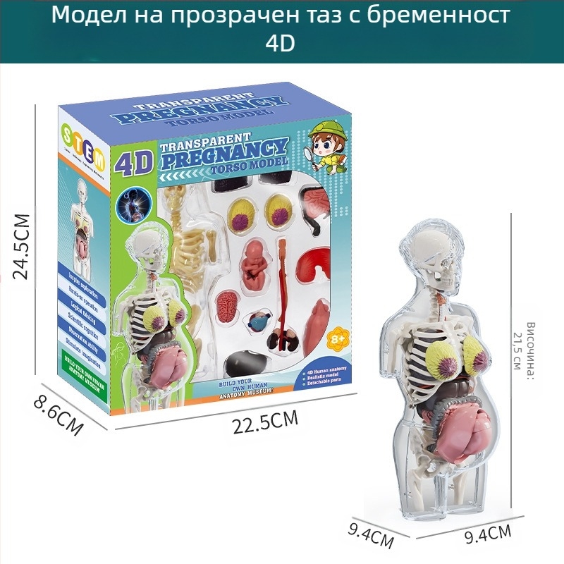 Образователна играчка по биология/химия за сглобяване на органи и скелет — Tengxin, пластмаса, за възраст от 7 до 14 години