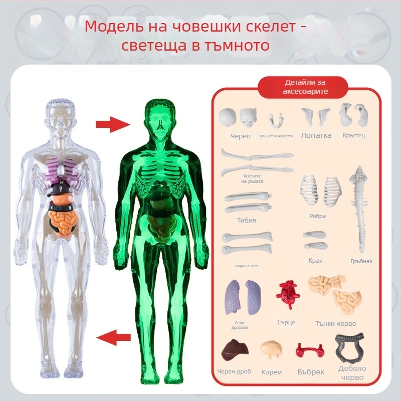 Образователна играчка по биология/химия за сглобяване на органи и скелет — Tengxin, пластмаса, за възраст от 7 до 14 години
