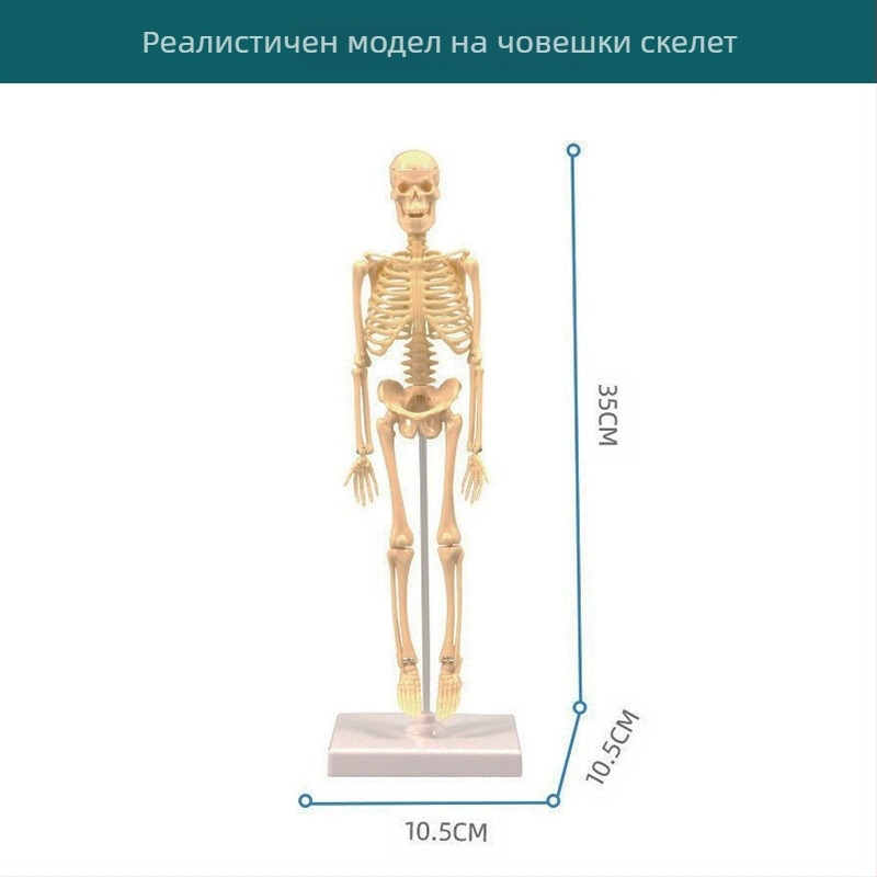Образователна играчка по биология/химия за сглобяване на органи и скелет — Tengxin, пластмаса, за възраст от 7 до 14 години