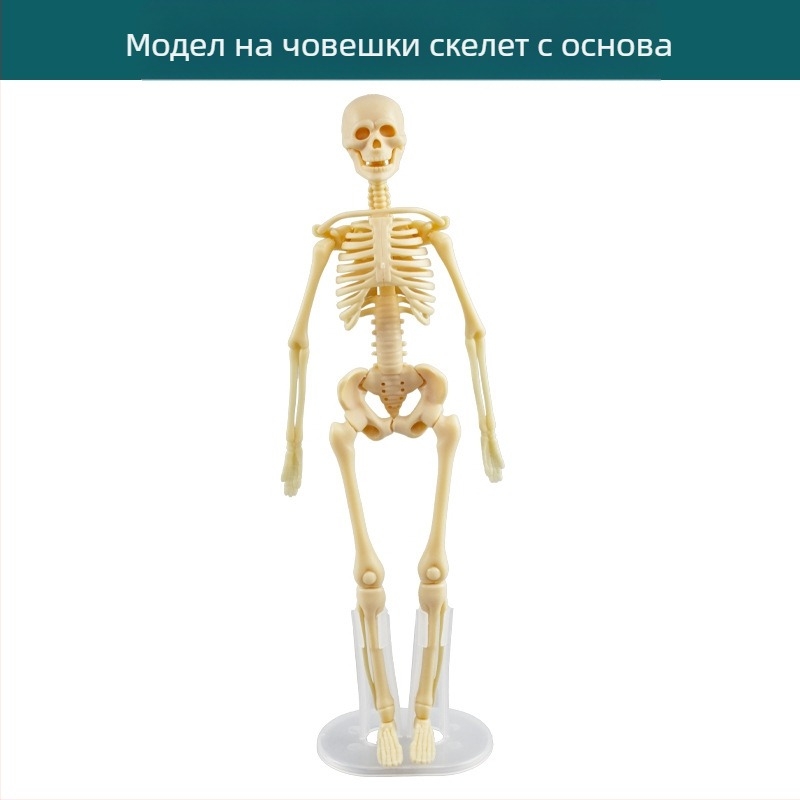 Образователна играчка по биология/химия за сглобяване на органи и скелет — Tengxin, пластмаса, за възраст от 7 до 14 години