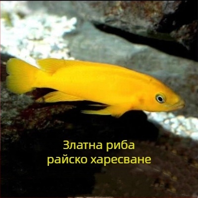 Аквариумни риби – тропически сладководни, Вид: риба, Марка: Ang yang, Внос: Не