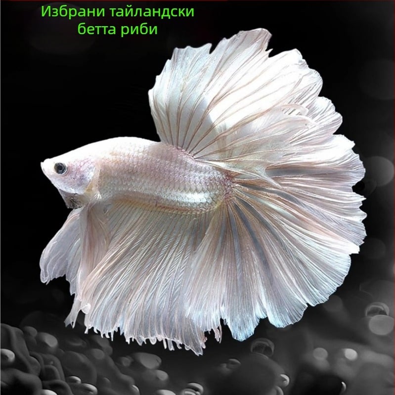 Тропическа декоративна риба – Вид: Риба – Произход: Друг – Внос: Не – Бранд: Без марка