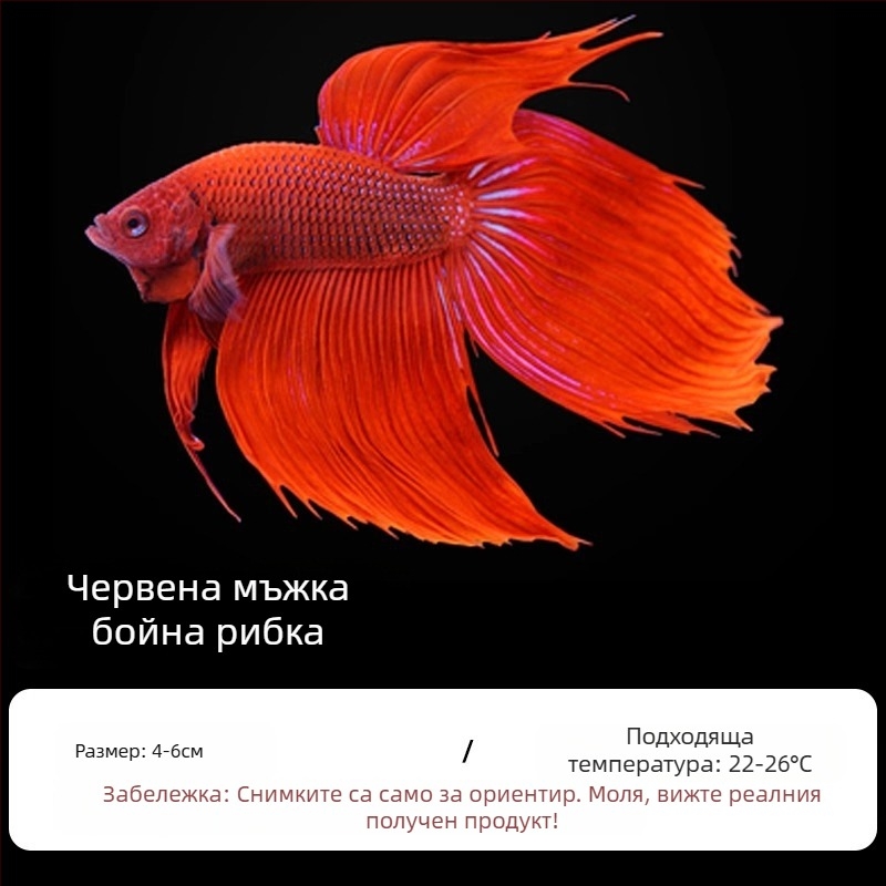 Тропическа декоративна риба – Вид: Риба – Произход: Друг – Внос: Не – Бранд: Без марка