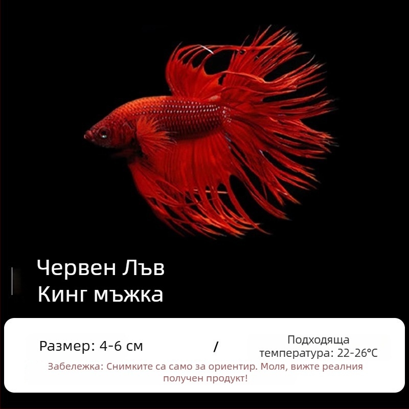 Тропическа декоративна риба – Вид: Риба – Произход: Друг – Внос: Не – Бранд: Без марка