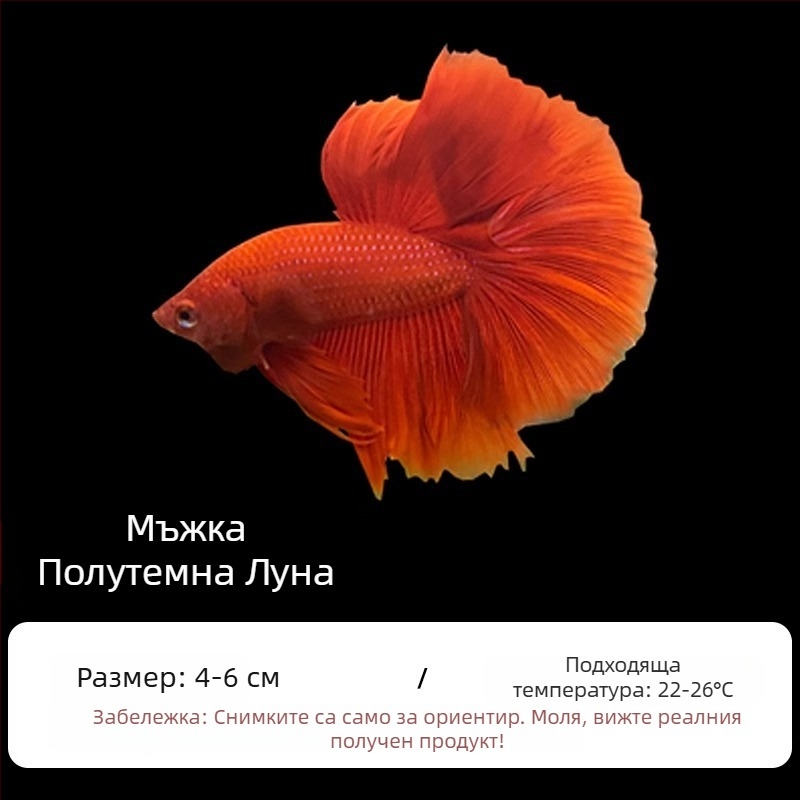 Тропическа декоративна риба – Вид: Риба – Произход: Друг – Внос: Не – Бранд: Без марка